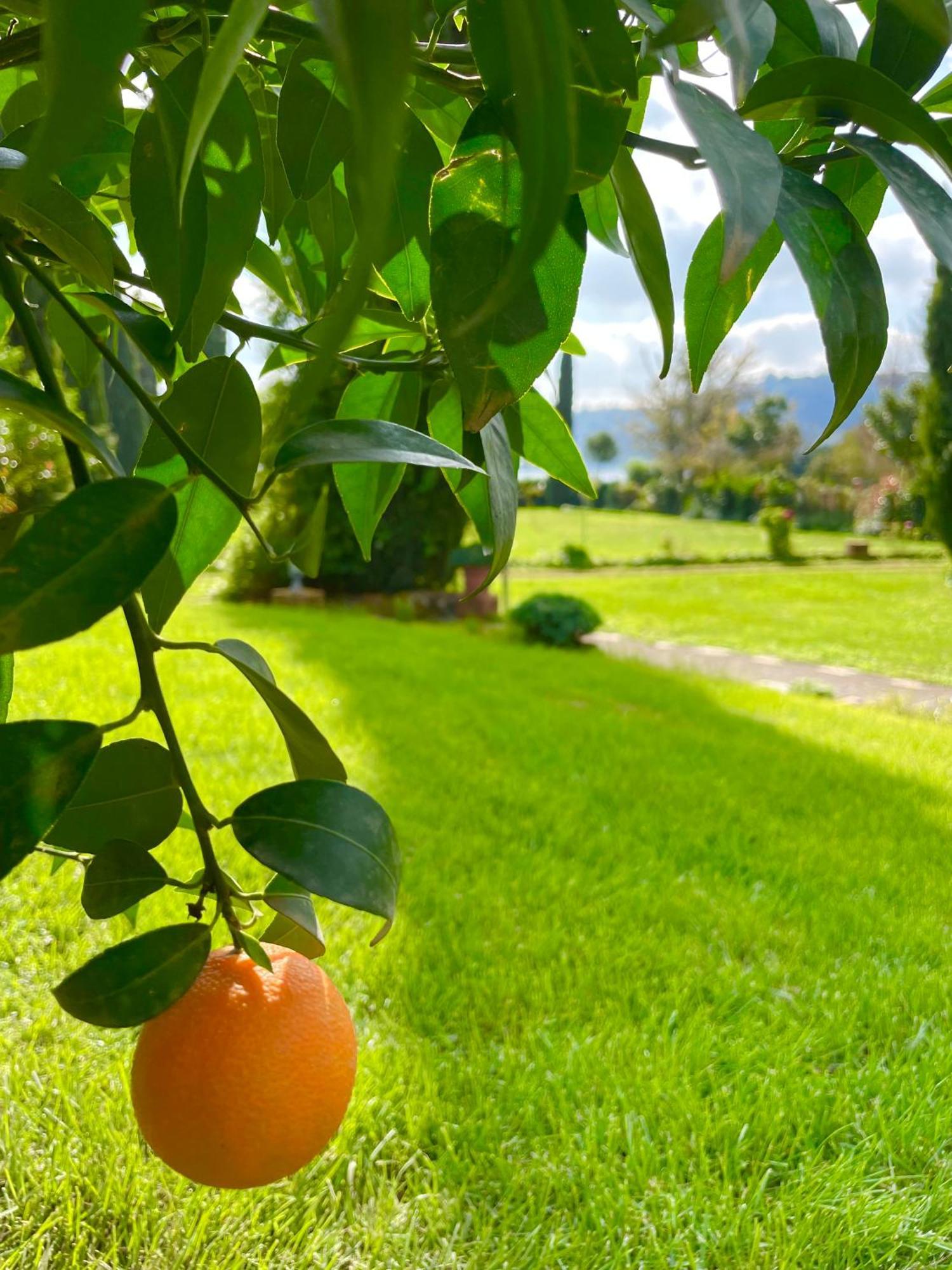 Agriturismo Le Grotte Nemi Εξωτερικό φωτογραφία